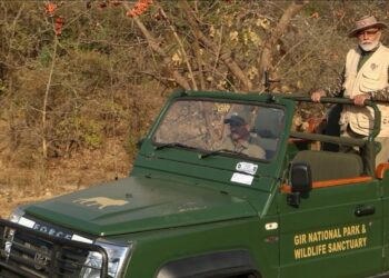 Narendra Modi celebrates world wildlife day: વસંતનાં કેસૂડાનાં ફૂલો, ફોટોગ્રાફી અને સિંહો: પીએમ મોદીે ગુજરાતના ગીર નેશનલ પાર્કમાં વિશ્વ વન્યજીવ દિવસ ઉજવ્યો